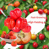 2 Barbados Cherry Fruit Trees Live Plants, Sweet Fruit Tree, 4-6 Inch Tall