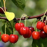 Barbados Cherry Live Plant, Home Orchard Tree, 4-6 Inch Tall