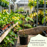 2 Sweet Boysenberry Live Plants, Starter Plant, 4-6 Inch Tall