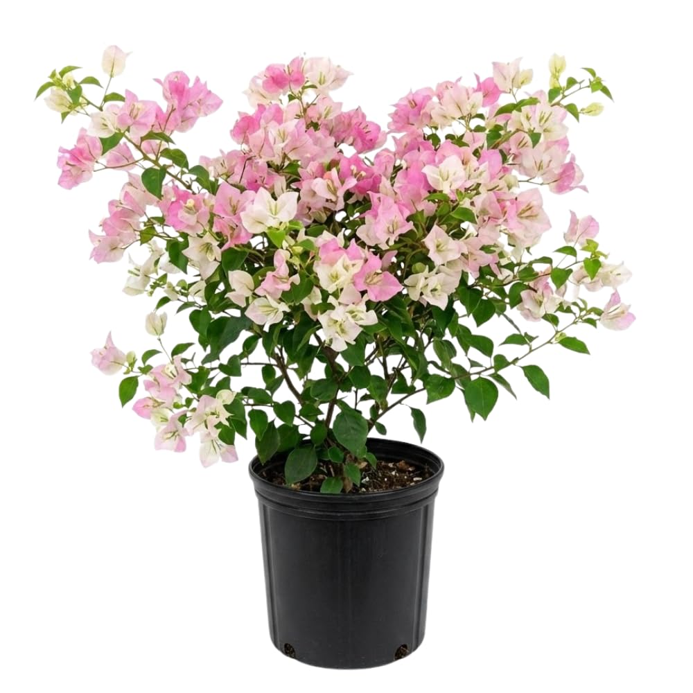 2 Cream Pink Bougainvillea Live Plants, 4-6 Inch Tall