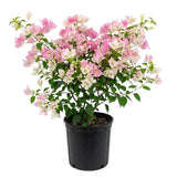 2 Cream Pink Bougainvillea Live Plants, 4-6 Inch Tall