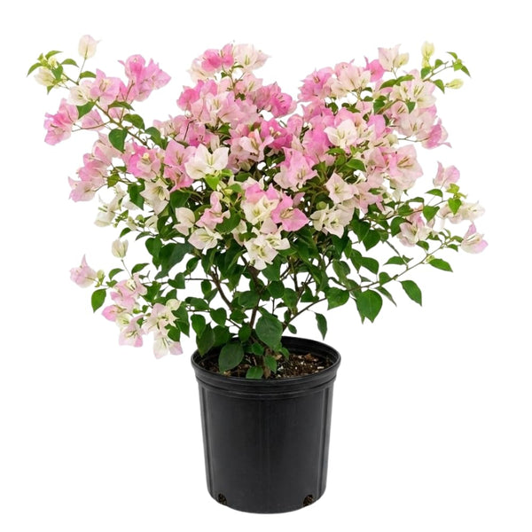 2 Cream Pink Bougainvillea Live Plants, 4-6 Inch Tall