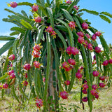 3 White Dragon Fruit Plants Live, Outdoor Garden Fruit Plant