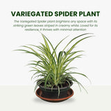 Variegated Live Spider Plant, Home Office Decor Plant, 4-6 Inch Tall