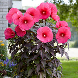 4 Random Hibiscus Flower Live Plants, Large Bloom Shrub, 4-8 Inch Tall