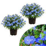 2 Blue Evolvulus Live Plants, Starter Plant, 4-6 Inch Tall