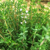Combo 3 English Thyme Live Plant 4-7" Tall