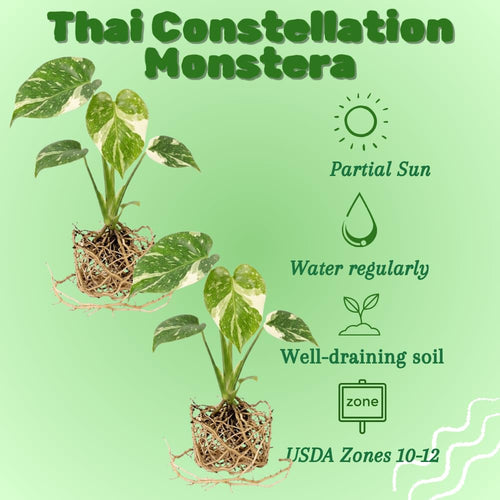 2 Monstera Plants Live, Thai Constellation Monstera Plant, 4-6 Inch Tall