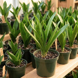 Yellow Clivia Miniata Live Plant, Clivia Miniata Lily, 6 Inch Pot