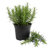Live Rosemary Plant, Fragrant Culinary Herb Plant, 4-7 Inch Tall