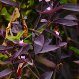 2 Purple Live Wandering Jew Plants, Tropical Houseplant, 4-8 Inch Tall