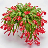 Red Live Holiday Cactus Plant, Well-Rooted Houseplant, 5-9 Inch Tall