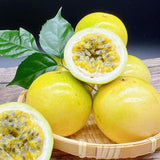 Set 2 Jamaican Golden Passion Fruit Plants Live, Fast-Growing Passionfruit Vine Live Plants Tree for Full Sun Growing, Summer Planting, 4-7 Inches, No Pot, Hardy Tropical Trellis Planting