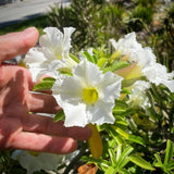White Desert Rose Live Plant, Home Garden Plant, 4-6 Inch Tall