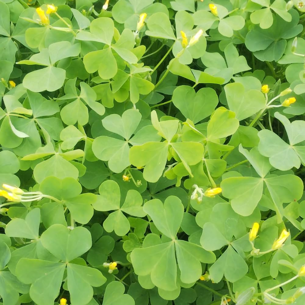 Green Shamrock Oxalis Live Plant, Indoor Houseplant, 3-6 Inch Tall