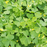 Green Shamrock Oxalis Live Plant, Indoor Houseplant, 3-6 Inch Tall