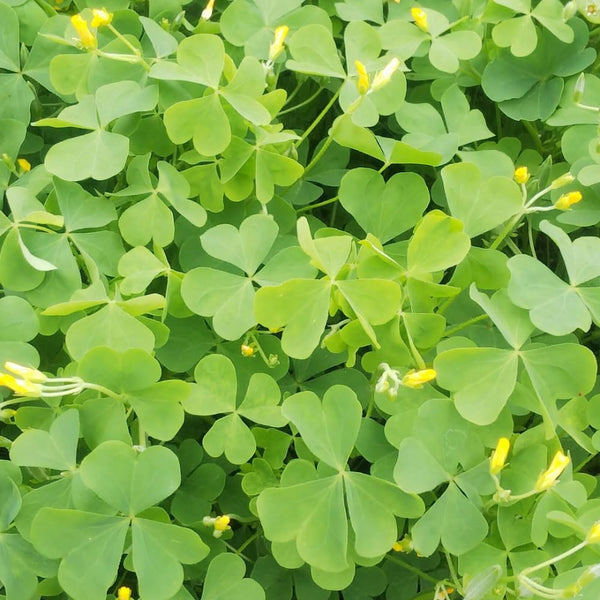 Green Shamrock Oxalis Live Plant, Indoor Houseplant, 3-6 Inch Tall