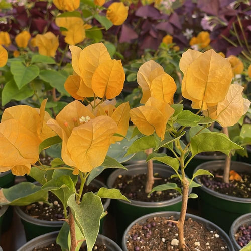 2 Gold Live Bougainvillea Plants, Patio Container Plant, 5-7 Inch Tall