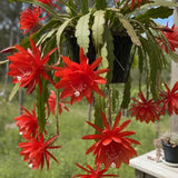 Orange Orchid Cactus Live Plant, Hanging Basket Cactus, 6-8 Inch Tall