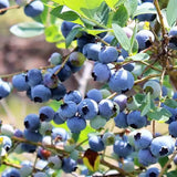 2 Sharpblue Blueberry Bushes Live Plants, 4-6 Inch Tall