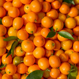 Sweet Kumquat Tree Live, Sweet Citrus Tree, 1-2 Ft Tall, 1 Gallon Pot