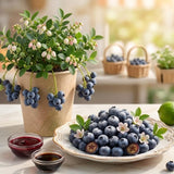 Black Huckleberry Bush Live Plant, Berry Shrub, 3-5 Inch Tall, 4 Inch Pot