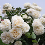 Climbing Rose Live Plant, Garden Rose Plant