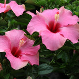 Set 3 Pink Hibiscus Live Plant, Vibrant Pink Hibiscus Plant 4–6" Tall