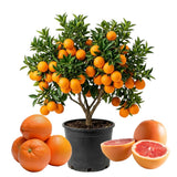 Orange Tree Live Plant, Citrus Fruit Tree, 1 Ft Tall, 1 Gallon Pot