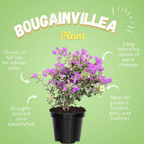 2 Blueberry Live Bougainvillea Plants, Starter Plant, 4-6 Inch Tall