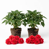 Red Double Impatiens Live Plant, 5-7 Inch Tall