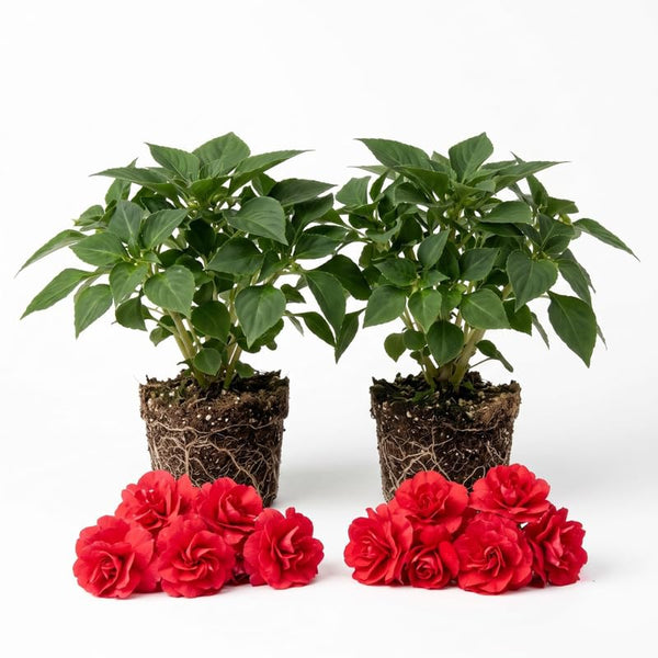 Red Double Impatiens Live Plant, 5-7 Inch Tall