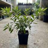 Red Azalea Plant Live in Pot - 6-10 Inch Tall Azalea Shrub