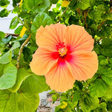 4 Red Yellow Hibiscus Live Plants, Large Bloom Shrub, 4-8 Inch Tall