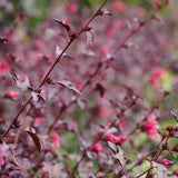 2 Cranberry Hibiscus Plants Live, Home Garden Plant, 4-6 Inch Tall