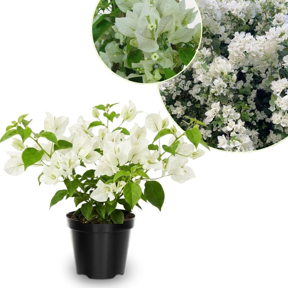 Set 2 White Bougainvillea Live Plant 5-7 Inch Tall