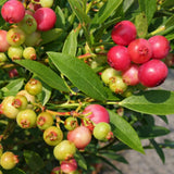 2 Pink Lemonade Live Blueberry Plants, 4-7 Inch Tall