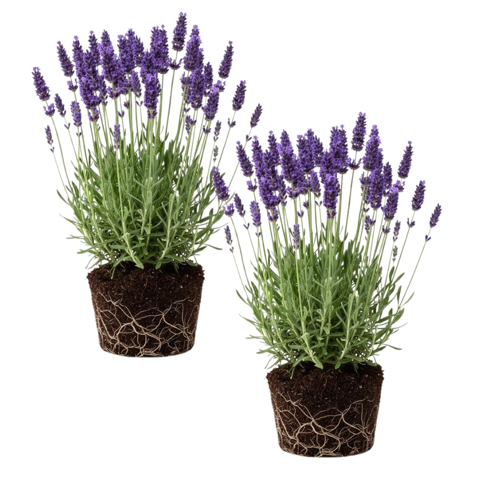 2 Provence Lavender Plants, Lavender Plants Live, 4-8 Inch Tall