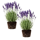 2 Provence Lavender Plants, Lavender Plants Live, 4-8 Inch Tall