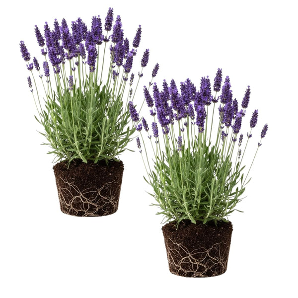 2 Provence Lavender Plants, Lavender Plants Live, 4-8 Inch Tall