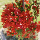 2 Red Bougainvillea Live Plants, Home Garden Plant, 4-6 Inch Tall