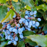 3 Blue Grape Vine Live Plants, Edible Fruit Vine, 3-5 Inch Tall