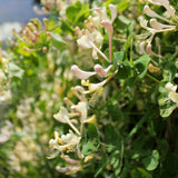 White Yellow Honeysuckle Plant Live, Flower Vine, 6-12 Inch Tall, 4" Pot