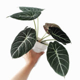 Velvet Alocasia Live Plant, Rare Tropical Plant, 2-4 Inch Tall