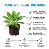 2 White Foxglove Live Plants, Garden Border Flower Plant, 3 Inch Pot