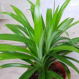 2 Pandan Plants Live, Well-Rooted Herb Plant, 3-6 Inch Tall
