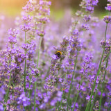 2 Provence Lavender Live Plants, 4-7 Inch Tall