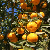 Grafted Sweet Tangerine Tree Plant 2-3 Feet Tall