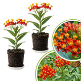 2 Red Milkweed Live Plants, Asclepias Tuberosa, 4-6 Inch Tall