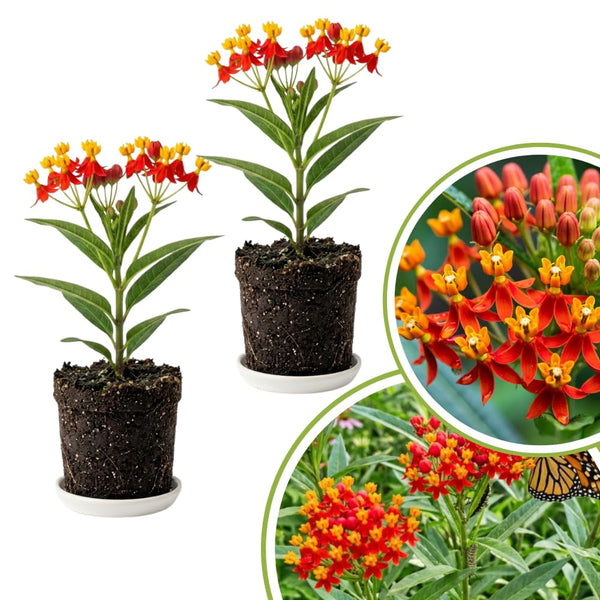 2 Red Milkweed Live Plants, Asclepias Tuberosa, 4-6 Inch Tall